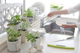 Kitchen Countertop Herb Garden