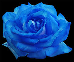 blue rose free photo freeimages