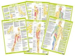 Details About Human Nervous System Anatomy Charts Clinical Medical Posters
