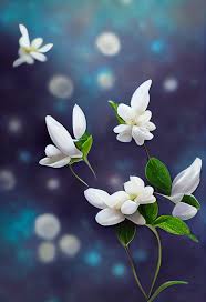 free jasmine flower on blue background
