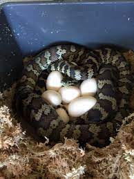 egg incubation aussie pythons