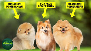 5 diffe types of pomeranian which