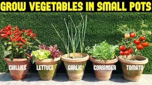 vegetables you can grow in small pots