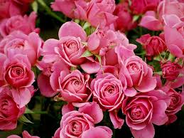 free pink rose wallpapers hd