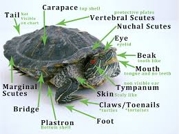 Comparing Types Of Turtles Tortoises Classifications