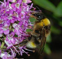 To get rid of hornets use wasp killer spray that can kill them on contact. Bumblebee Wikipedia