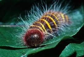 Colorful Caterpillar Chemists