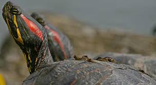 How Often Do Red Eared Sliders Eat And How Much Do They Eat