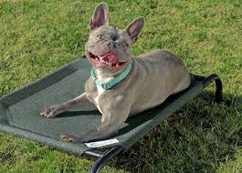 The 9 Best Outdoor Dog Beds For All Weather