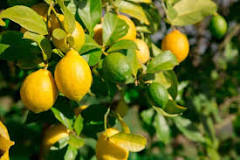 Can a lime tree turn into a lemon tree?