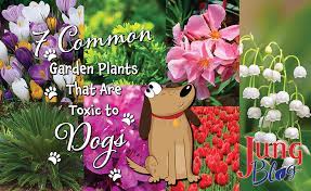 7 Plants That Are Toxic To Dogs Jung