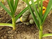 What is the best natural fertilizer for garlic?