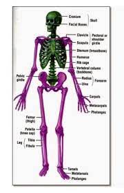 Organ penyusun sistem gerak (rangka manusia) terdiri atas tiga bagian, yaitu bagian kepala (tengkorak), bagian badan, dan bagian anggota gerak. Kerangka Manusia Fungsi Jenis Susunan Kepala Dada