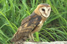 Rather than a who sound, they communicate with loud screams. Barn Owl