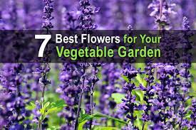 Best Flowers For Your Vegetable Garden