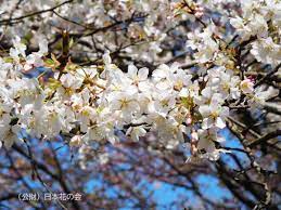 望月桜 | 桜図鑑｜公益財団法人日本花の会