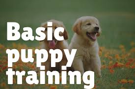 I hold my dog and puppy training classes at risley which is situated on the nottinghamshire and derbyshire border. Dog Training Classes What To Know How To Choose The Right One