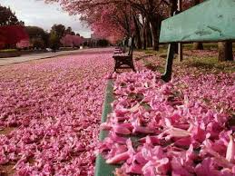 Apakah sakura bisa tumbuh di indonesia? Cantiknya Malaysia Dilanda Musim Bunga Sakura Akak Gojes