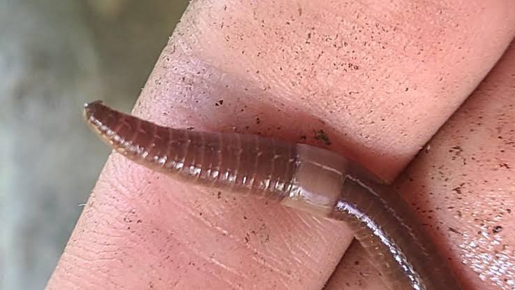 Invasive jumping worms are causing havoc in the US