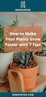 How To Make Your Plants Grow Fast With