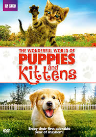 Pinned/repinned by jacquiandscott, and jacquelinehyland. Amazon Com Wonderful World Of Puppies Kittens Dvd Various Various Movies Tv