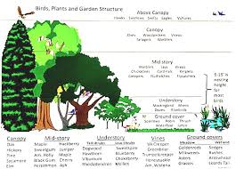 How To Design And Rewild A Woodland