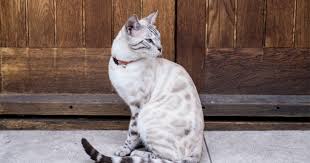 The bengal cat is the only domestic cat that has markings like leopards, ocelots, and jaguars! Snow Bengal Cat Breed History Coat Colors More Interesting Facts