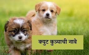 100 male and female marathi dog names