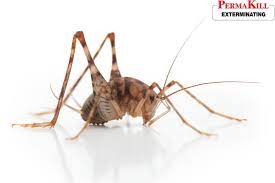 How To Get Rid Of Spider Crickets