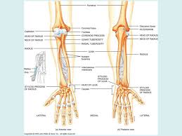 An epicondyle is a projection of bone above a condyle (a rounded prominence at the end of a bone, usually where the bone tennis elbow is also known as lateral epicondylitis, which is an overuse injury to the area of the lateral (outside) epicondyle of the elbow end of the upper arm bone (humerus). Appendicular Skeleton Ppt Download