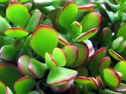 jade plant care and maintenance