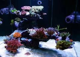 The featured image at the top of this post is of one of diego's magnificent miniature aquascapes. Reef Tank Aquascapes 15 Stunning Design Tips The Beginners Reef