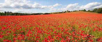 Image result for poppies