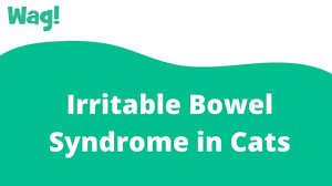 irritable bowel syndrome in cats