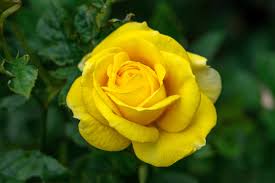beautiful yellow rose wallpaper 45572