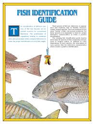 Fish Identification Guide Virginia Marine Resources