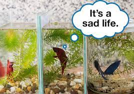 Best Betta Fish Tank Size -The wrong size can kill your fish gambar png