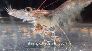 How Does Vannamei Shrimp Eat