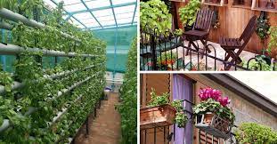how to start your own terrace garden