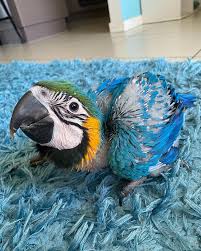 the best baby pet macaw parrots from us