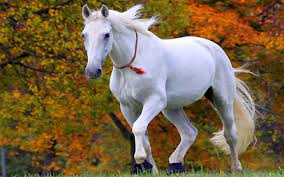 white horse wallpapers top free white