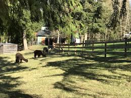 Aaww 3ds Alpacas Is An Alpaca Farm Located In Olympia