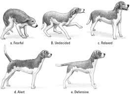 Understanding Your Puppys Body Language Dummies