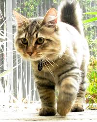 American Bobtail cat for Sale & Cats for Adoption | Sweetie Kitty - 2024