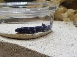 * due to availability and individuality of each species, colors and sizes may vary. Help With Newborn Cat Shark Reef2reef Saltwater And Reef Aquarium Forum