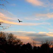flying bird at sunset picture free