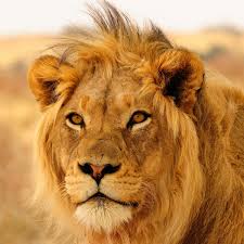 Some argue that it is a borrowing from a semitic language; How We Arrived At A 1 Billion Annual Price Tag To Save Africa S Lions