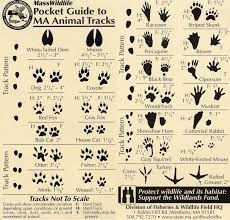 Animal Tracks Guide Great For Nature Walks And Camping
