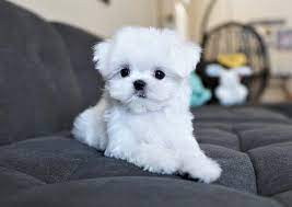 toy maltese 3 600 top dog puppies
