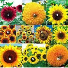 Sifat inilah yang mengawali filosofi bunga matahari tersebut, dihubungkan dengan kesetiaan. Benih Bunga Matahari Biji Bunga Matahari Bunga Matahari 0838 6362 6900 Photos Facebook